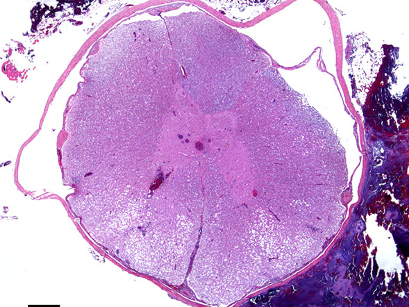 Titleimage: Neurologie clinique